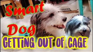 Check out what this Smart Dog will do NEXT! It will really AMAZE you!