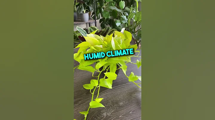 How To Care for a Pothos. - DayDayNews