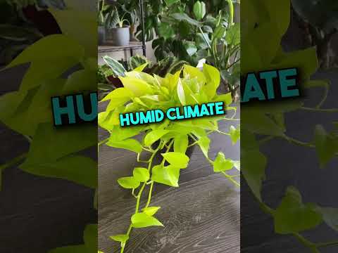 Video: Pothos buiten kweken: tips voor het planten van pothos in de tuin