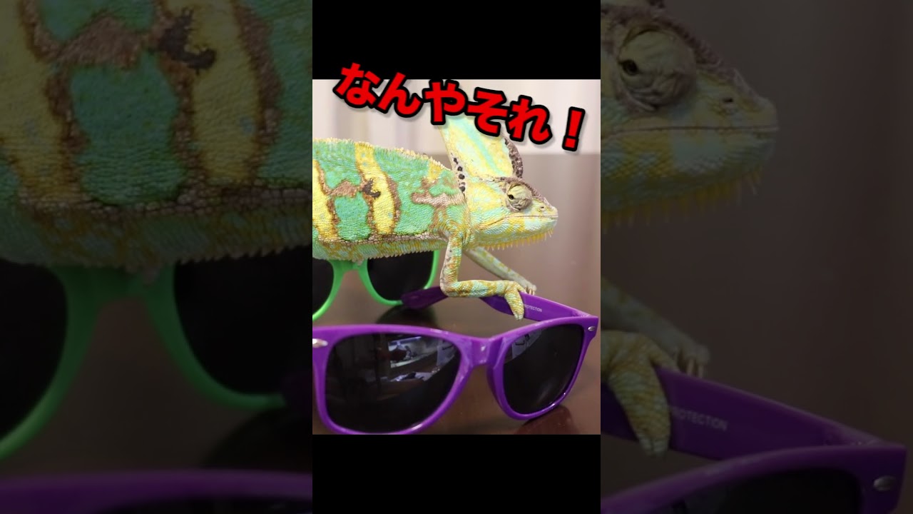 Kunpei_yamanashi　デジタルプリント  Chameleon Kunpei_yamanashi デジタルプリント Chameleon Why you shouldn