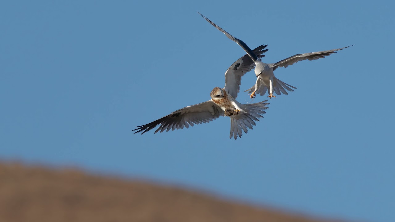 White-tailed Kite food transfer from adult to juvenile.