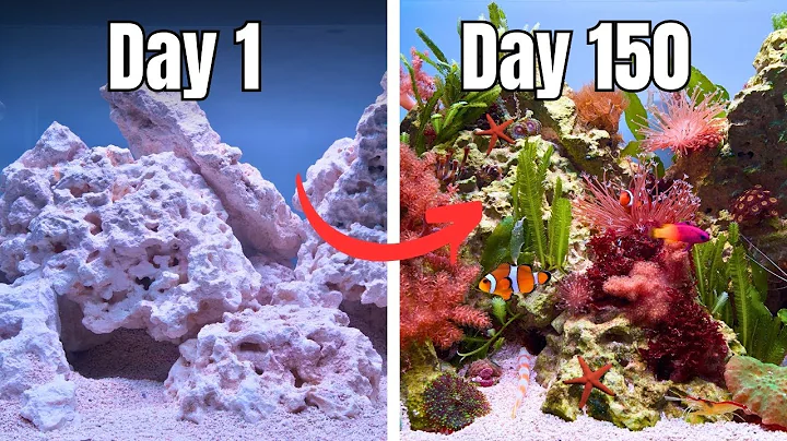 THE ULTIMATE BEGINNER FRIENDLY REEF TANK! FULL AQUARIUM BUILD START TO FINISH (No skimmer)