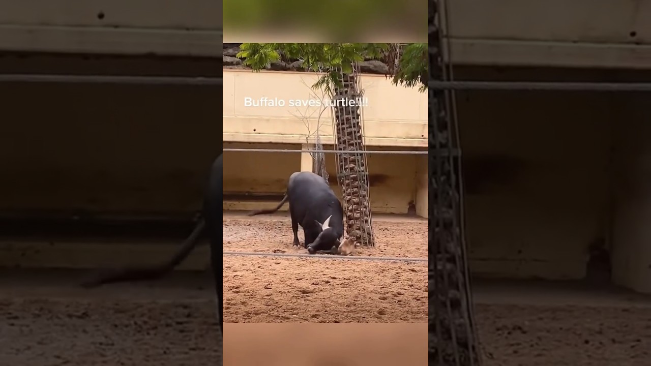 REAL LIFE SUPERHERO ANIMALS 😱❤️ 