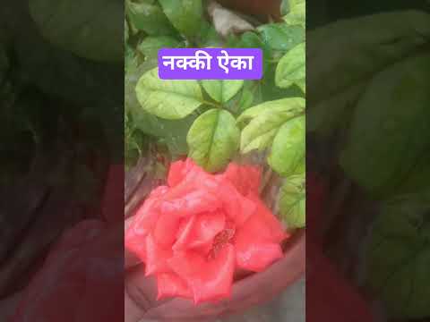 श्री स्वामी समर्थ #viralshort #motivation #love