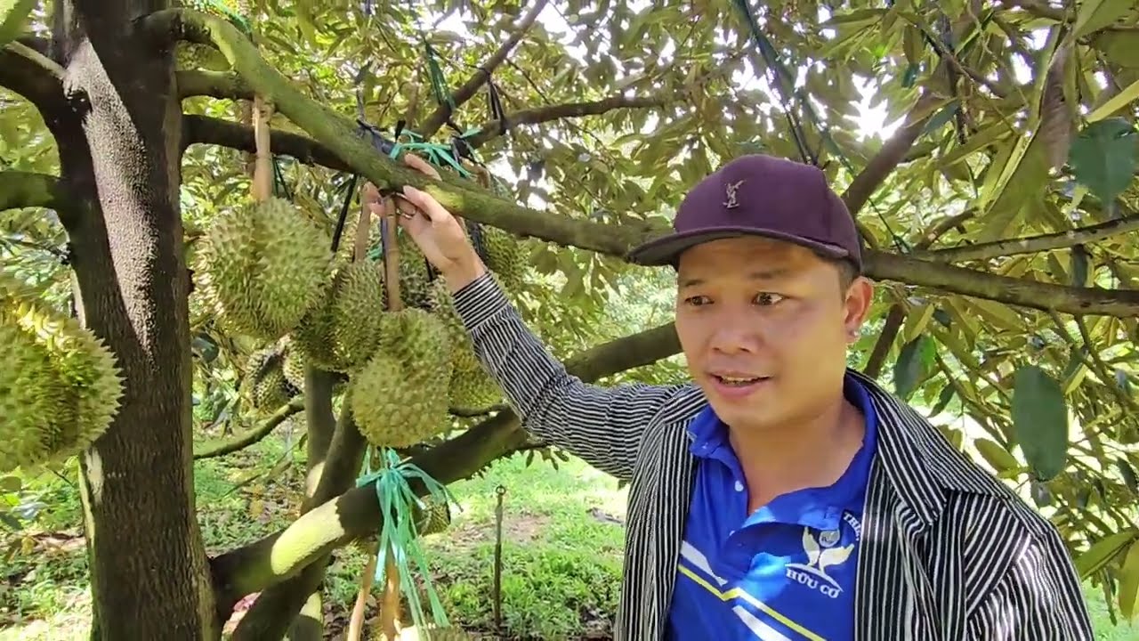 TẠI SAO SR CÓ GAI NHÍM, GAI TRUNG & GAI NÙ: 0918 456 457 - 0375 456 457