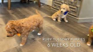 Ruby Tuesday Puppies 6 weeks old