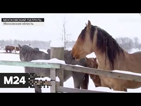 Полицейские задержали воровавших лошадей мужчин. "Московский патруль"