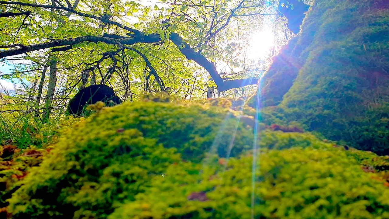Mira Fresh Morning Forest Therapy🌳 Healing Frequency Soothing Nature 🌳Begin your Day with Positive Energy en YouTube Mira Fresh Morning Forest Therapy🌳 Healing Frequency Soothing Nature 🌳Begin your Day with Positive Energy en YouTube
