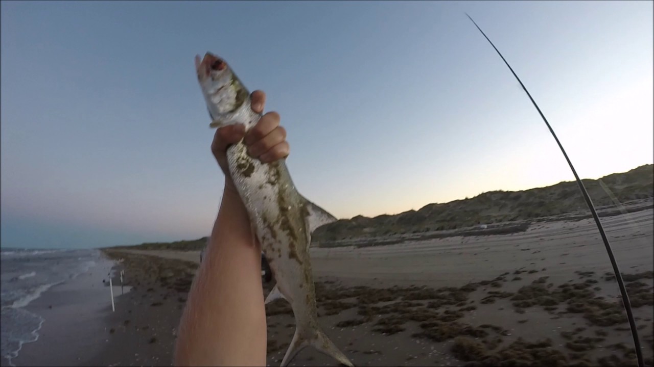 Ladyfish FRENZY!!! Texas Beach Fishing YouTube