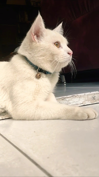 Cupril cute 🥰#shortvideo #cat #cutecat #ytshorts #cupril #cute #shortsvideo #viral #ytshort #shorts