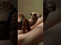 Tiny Camel Tiny Camel