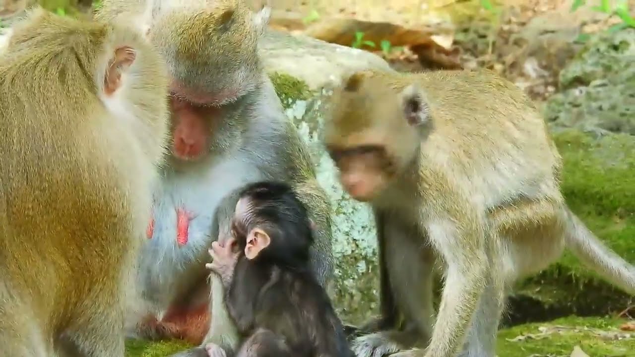 jane monkey groups of crab monkeys which live in Angkor forest as natural life look like happiness