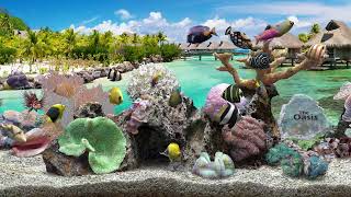 Aquatic Life: Mixed Wallpaper 2 (4K UHD60) Slideshow Background Digital Fish Aquarium