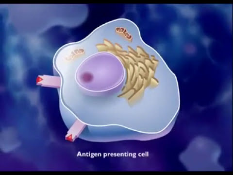 Video: Rozdíl Mezi Antigeny A A B