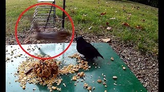 Chipmunk attacks bird at full force