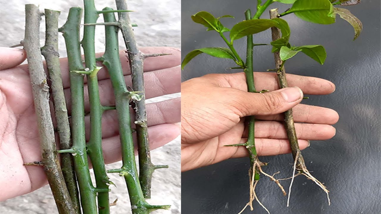 How to grow lemon plant from cutting YouTube