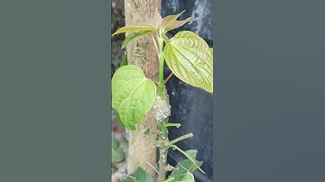 A new method of grafting apple trees to mango trees #grafting #grafting #mangotree