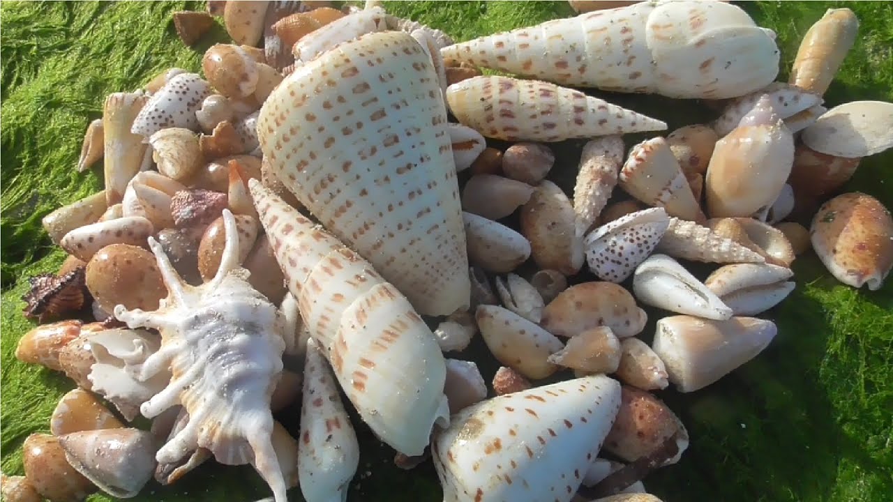 The island is filled with sea shells - YouTube