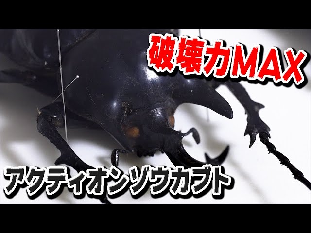 破壊力MAX】電球も割ります アクティオンゾウカブト - YouTube