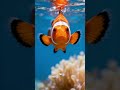Why Male Clownfish Might Turn Into Females 😳