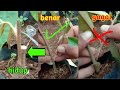 TERBONGKAR.!!! PENYEBAB GAGALNYA &  KEBERHASILANNYA SAMBUNG SISIP DURIAN || grafting durian