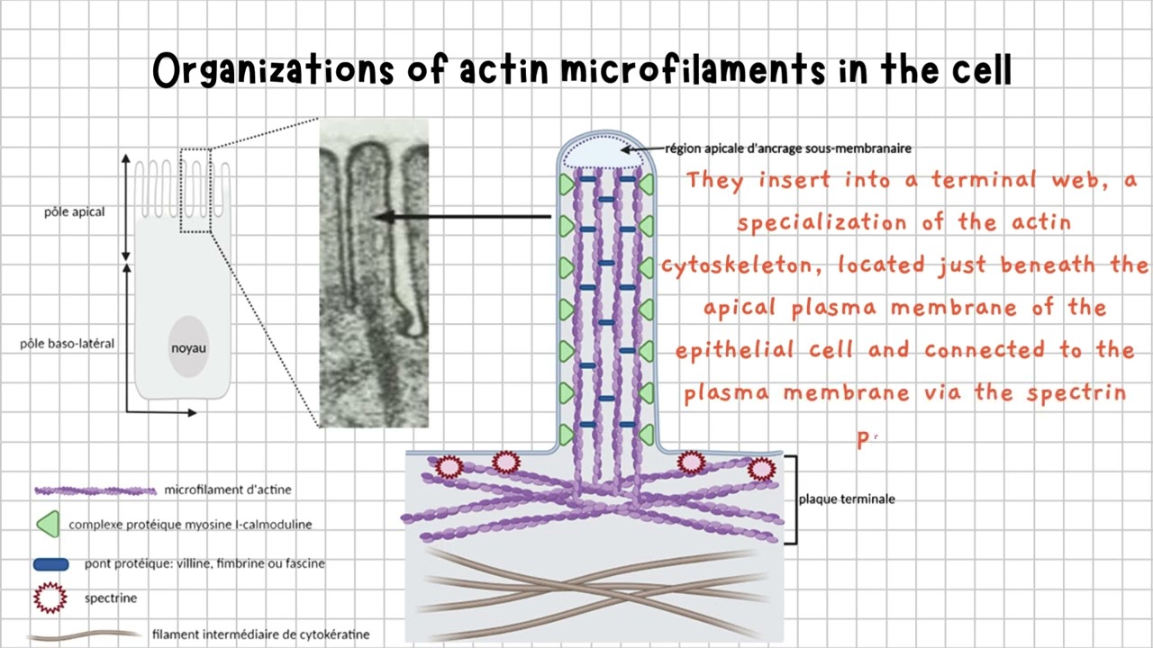 Actin Microfilaments Explained: Structure, Functions, and Roles in the Cell