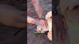 There Was a Fork Stuck in This Sea Turtle’s Nose #animlas #wildlife #love #help