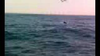 Dolphins On The Algarve - Pt 1