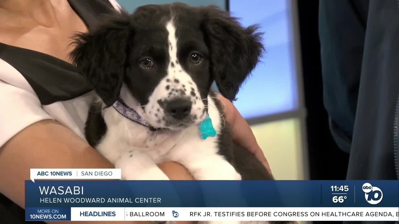 10News Pet of the Week: Wasabi - YouTube