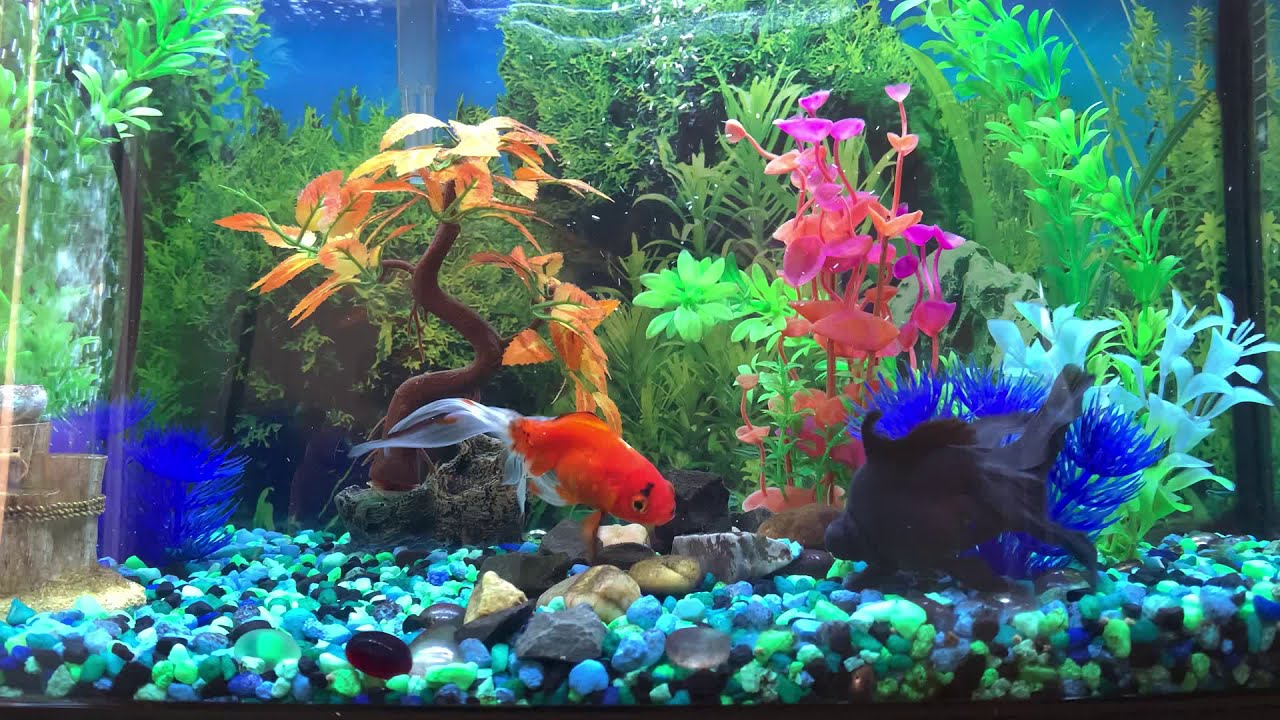 Fantail black Oranda fancy goldfish swimming 25 gallon tank YouTube