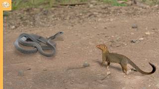 This Stupid Cobra Faced the Wrong Dog..It Paid Full Price!