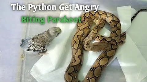 The Python is Stupid to Confront  Parakeet[Live Feeding Education