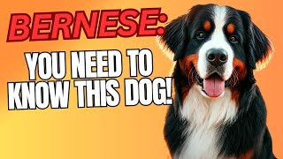 Bernese Mountain Dog: Why This Gentle Giant is the Perfect Family Dog!