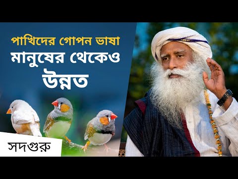 পাখিরা কীভাবে দুর্যোগের পূর্বাভাস পায়? | The Secret Language of Birds