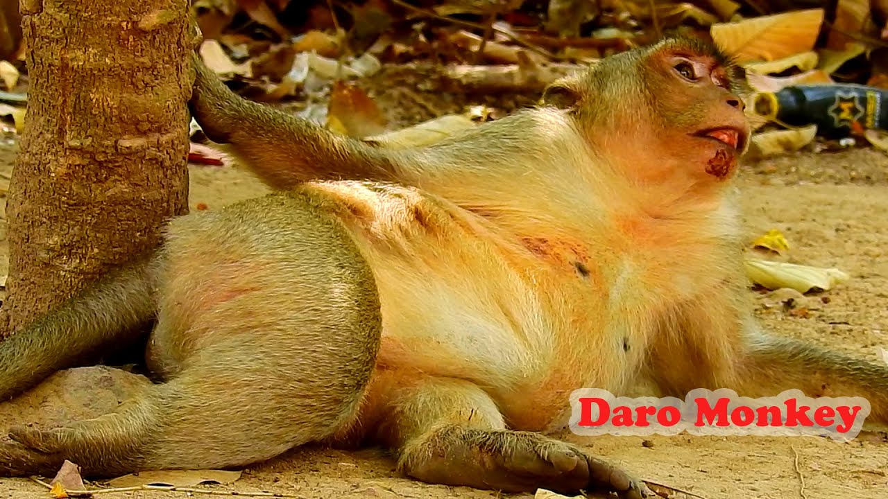 Update  News On monkey Daro!!  Monkey Daro get hurt on his leg and chin, Poor monkey