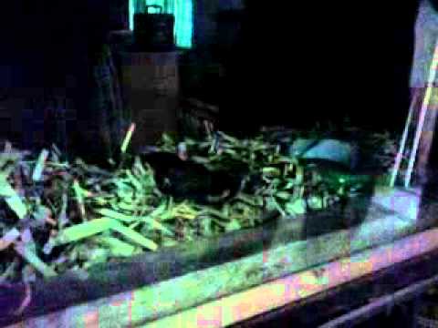 ,snake eats rat...