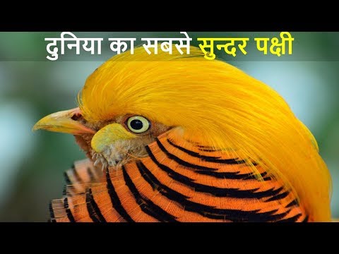 दुनिया के 10 सबसे खूबसूरत पक्षी | Top 10 Most Stunningly Beautiful Birds in the World- Part 1