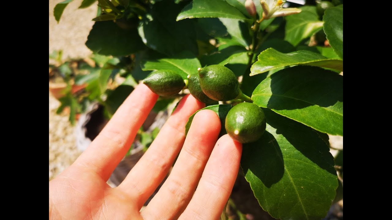21.06.2025 - Pflanzen geben Vollgas