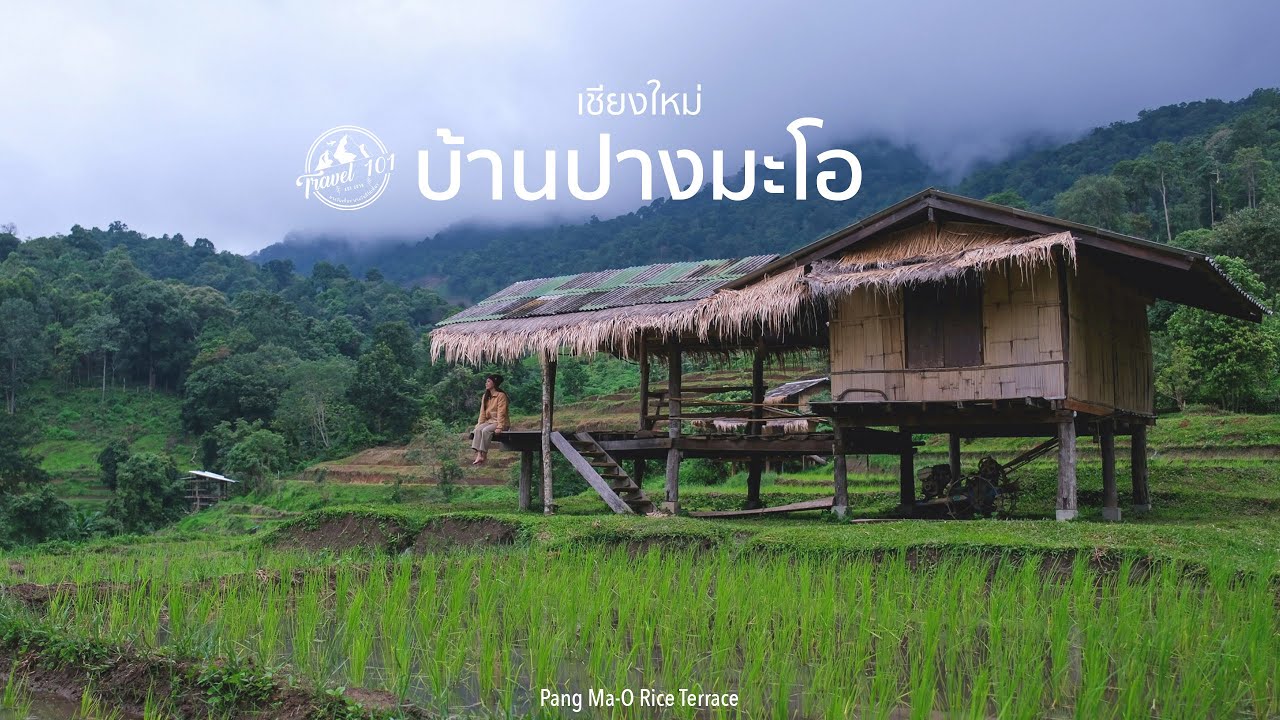 เที่ยวนาขั้นบันไดบ้านปางมะโอ สัมผัสความสุขท่ามกลางหุบเขา เชียงใหม่ | EP.156 Pang Ma-O Rice Terrace