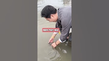 Cá này xịn quá nha 😂 #yeulu #shorts