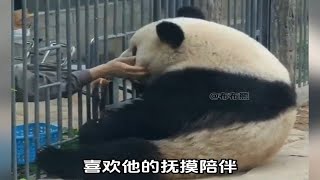 姥爷是吸猫体质北动的所有猫猫都喜欢他 大熊猫和饲养员双向奔赴的爱