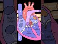 #heart #anatomy #nursing #learning