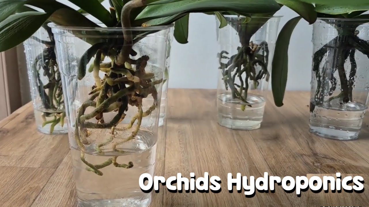 1 стакан!!! Новые корни орхидеи растут бесконечно.