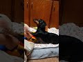 snuffle ball 🎈.#dachshund #doxie #woof #doggo #ダックスフンド #dackel #teckel #tacskó
