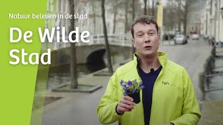 De Wilde Stad - Viooltjes