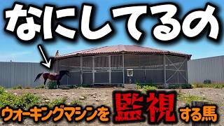「しっかり歩くのよ♪」ウォーキングマシンの外から歩いてる馬をガン見して監視する牝馬がコチラです。【ツルマルボーイ様のシモベ】