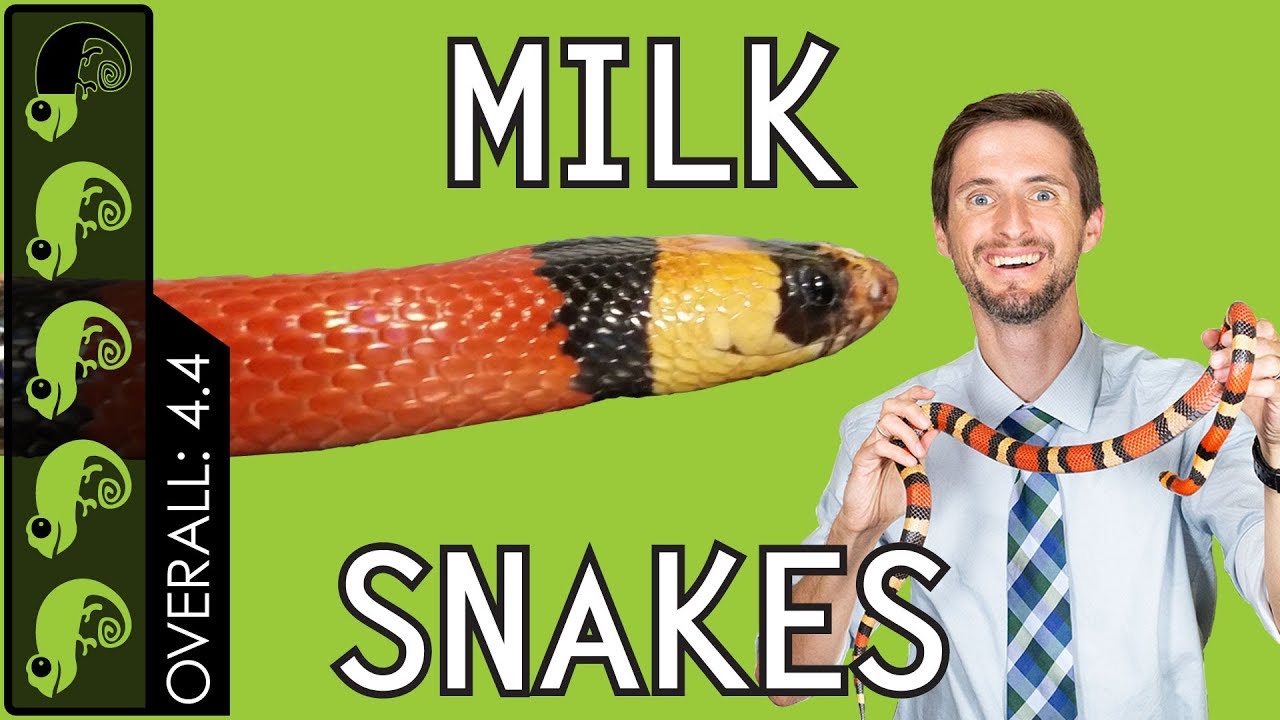 buy milk snake
