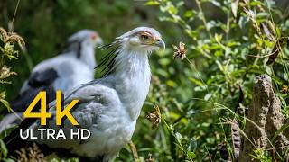 INSANE 4K HDR Wildlife Demo Ultimate OLED Test | True Colors &amp; Surround Sound Experience