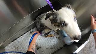 Australian Shepherd Puppy Full Groom