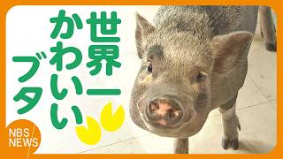 「世界で一番かわいいブタ」